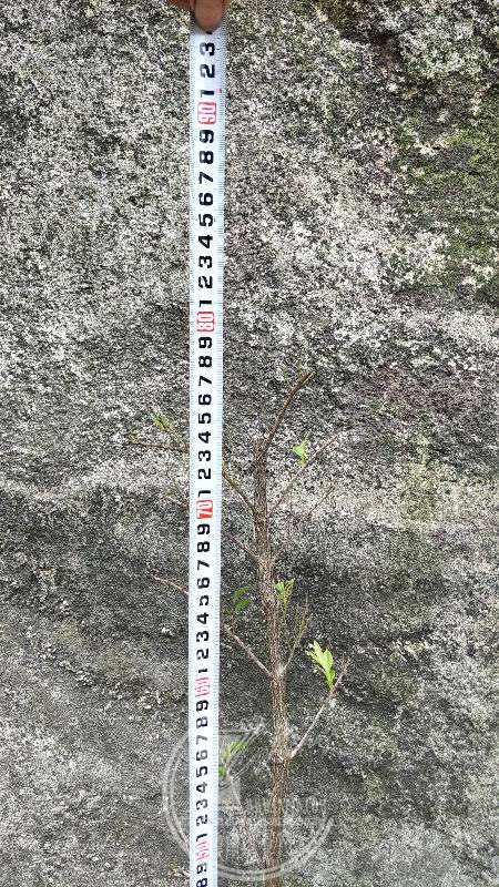 959635