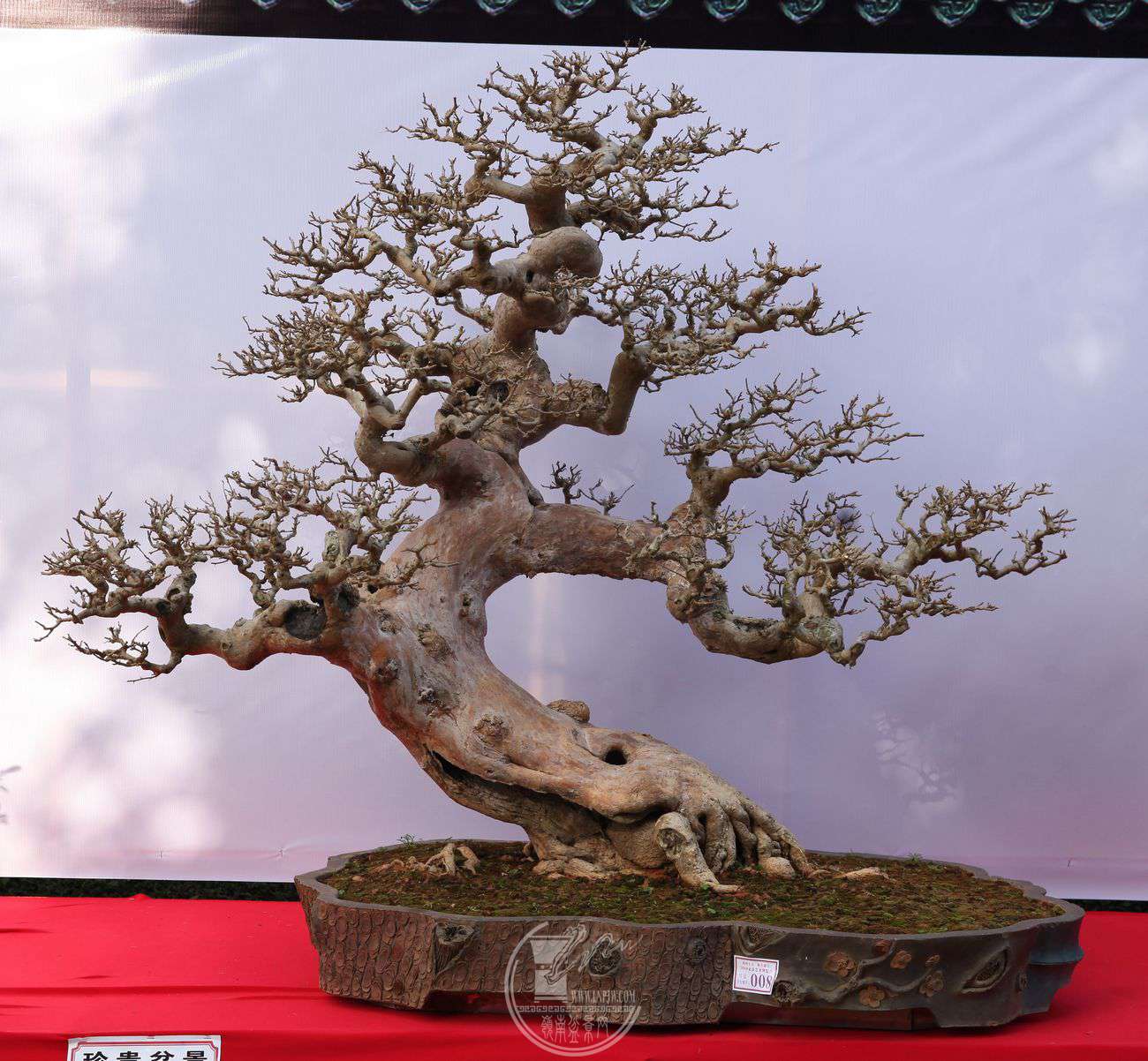    ÷   120125      辰Э   IMG_0234.jpg