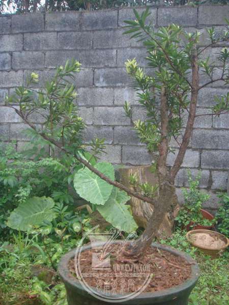 DSC00008.JPG