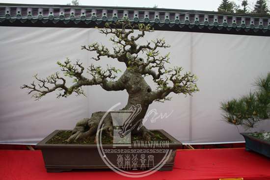 2019괺տ辰չƬ 176.jpg