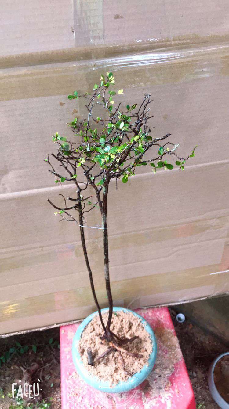 QQͼƬ20190601224159.jpg