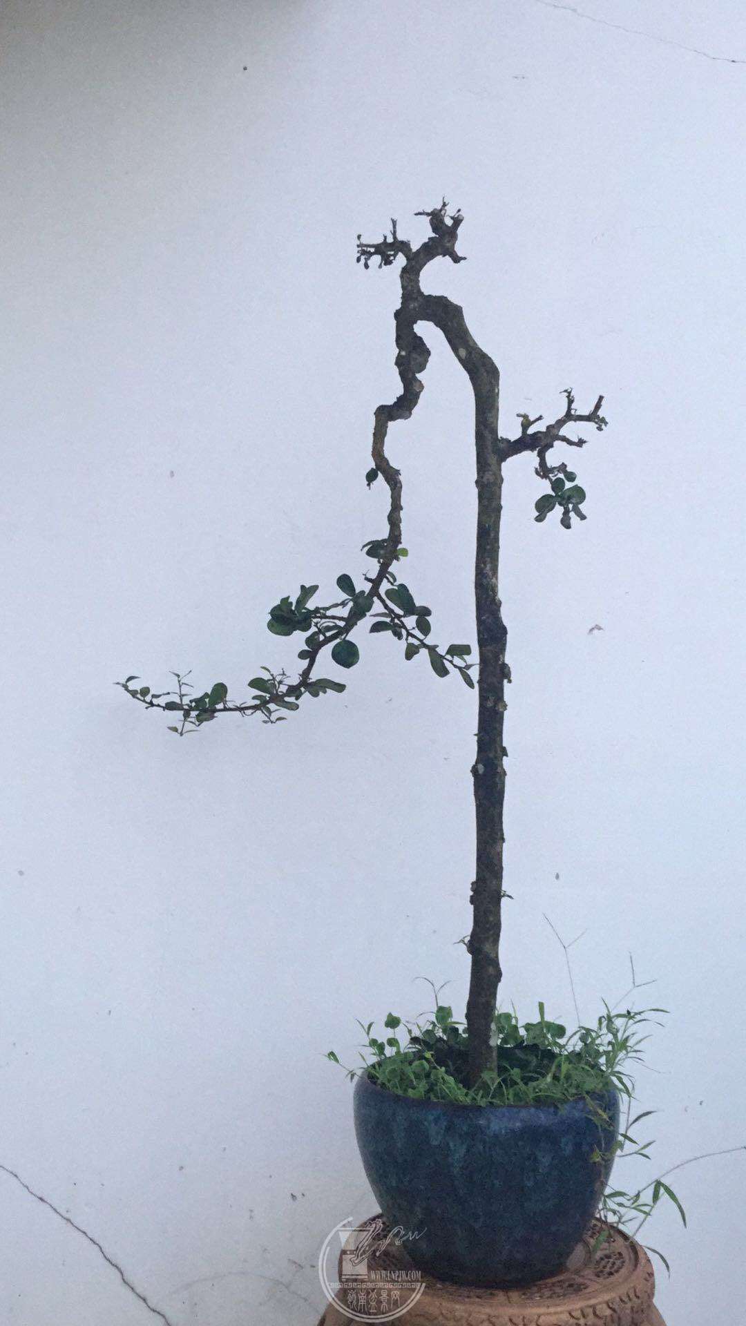 ΢ͼƬ_20190605121935.jpg