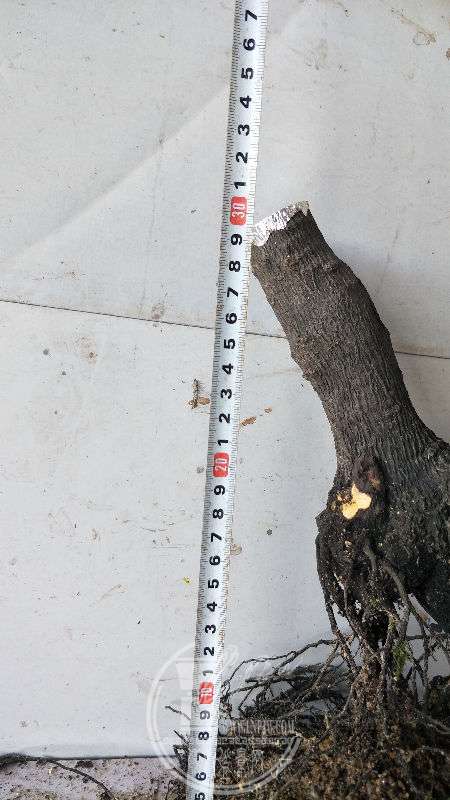 964354
