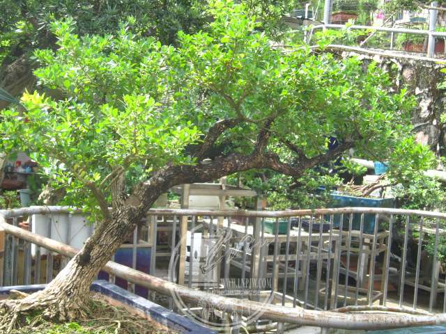 IMG_0604.JPG