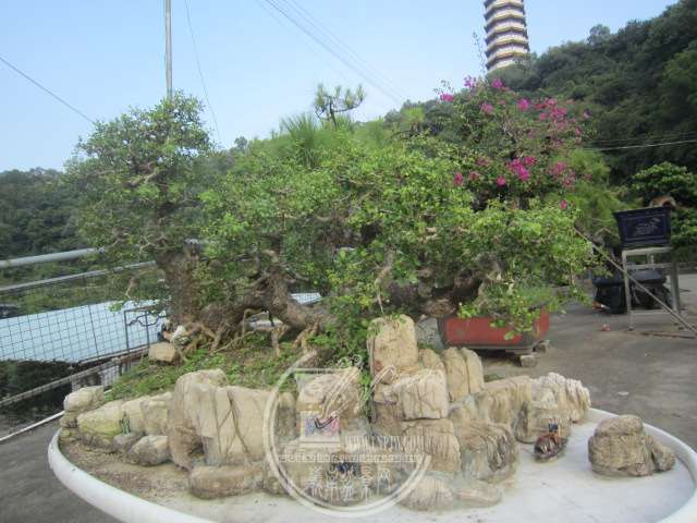 IMG_1140.JPG