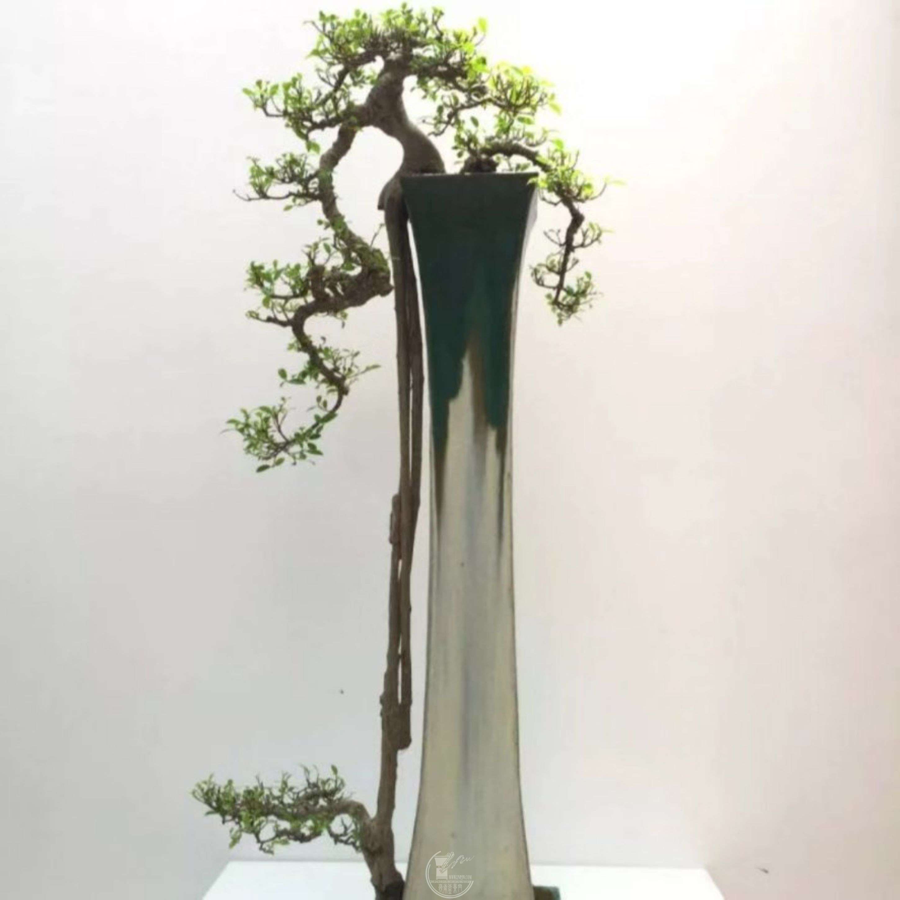 风格的当代岭南盆景作品,荣获2019年中国北京世界园林博览会特等金奖