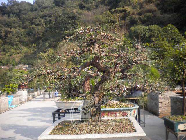 DSCN7723.JPG