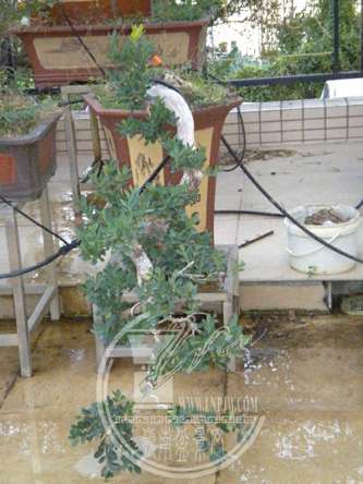 DSCN0419.JPG