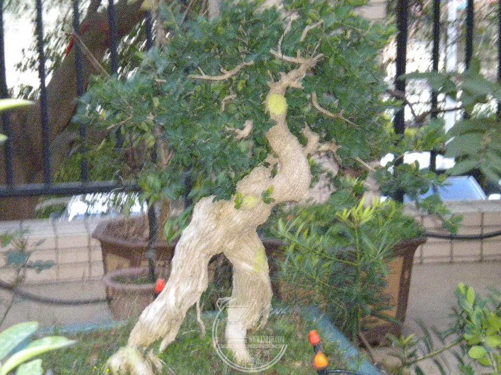 DSCN0415.JPG