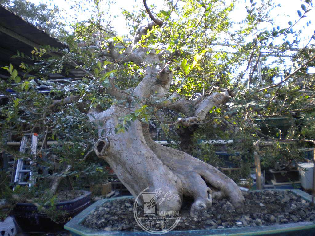 DSCN0423.JPG