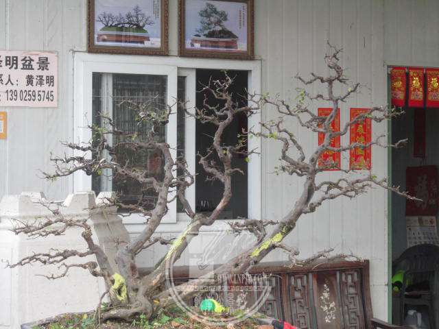 IMG_1907.JPG
