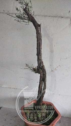 IMG20200309181149.jpg