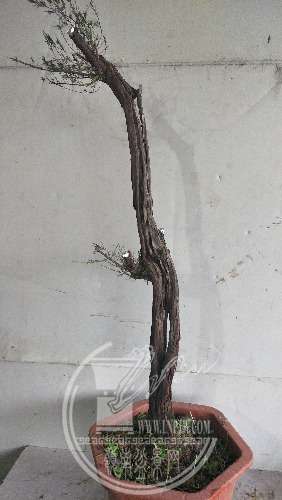 IMG20200309181048.jpg