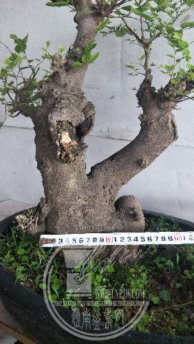 IMG20200313125730.jpg