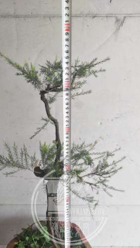 IMG20200408161038.jpg