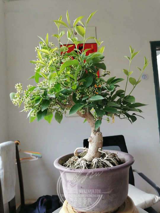 小卫矛请指点