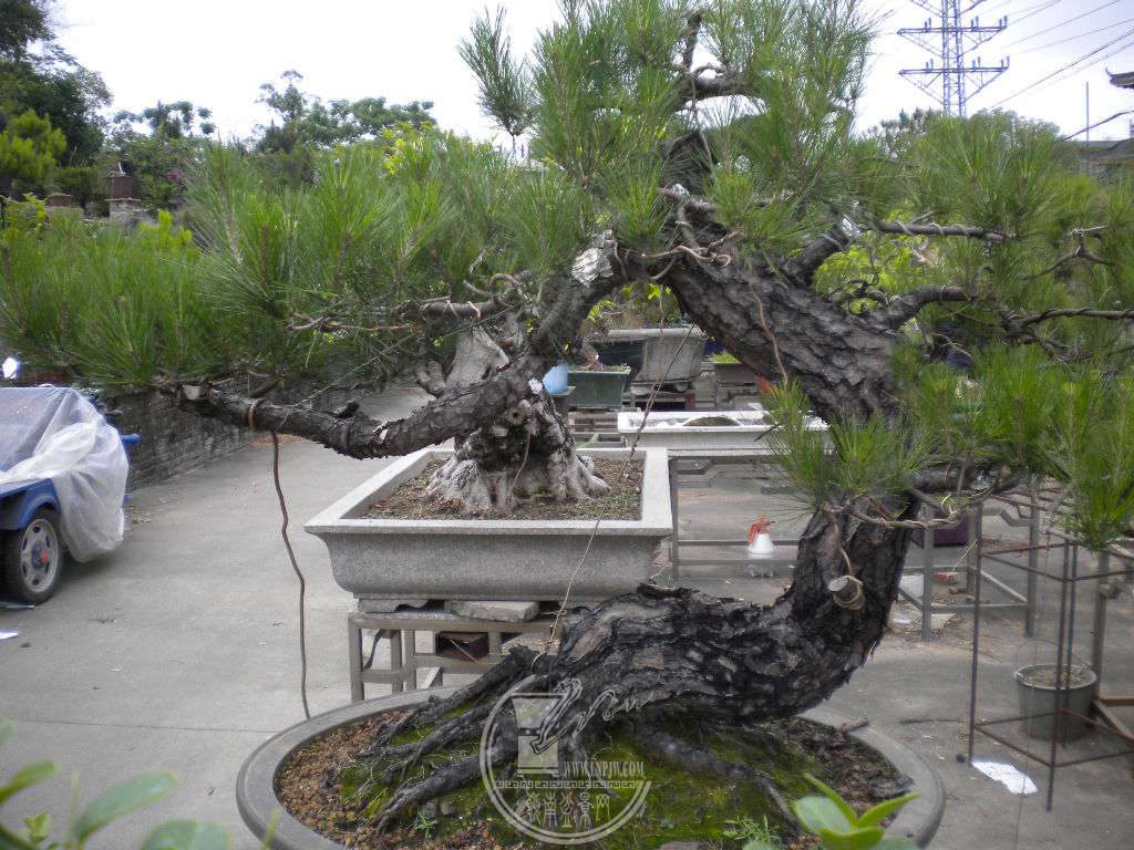 DSCN0531.JPG