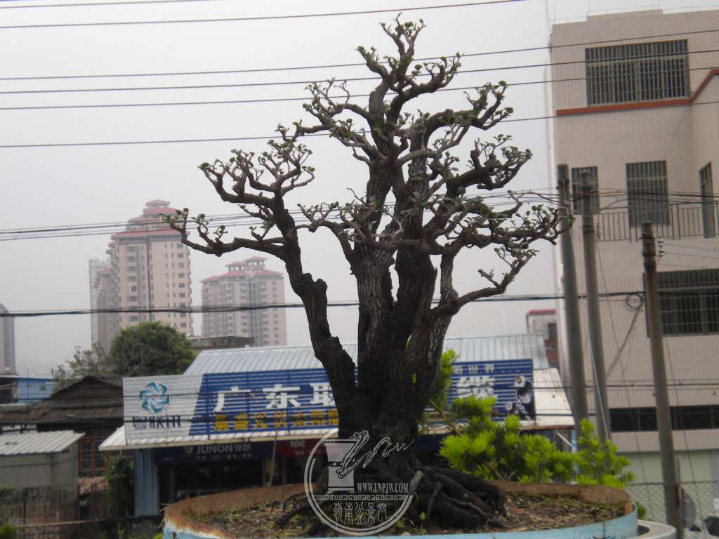 黑骨香一棵