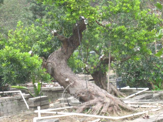 IMG_9875.JPG