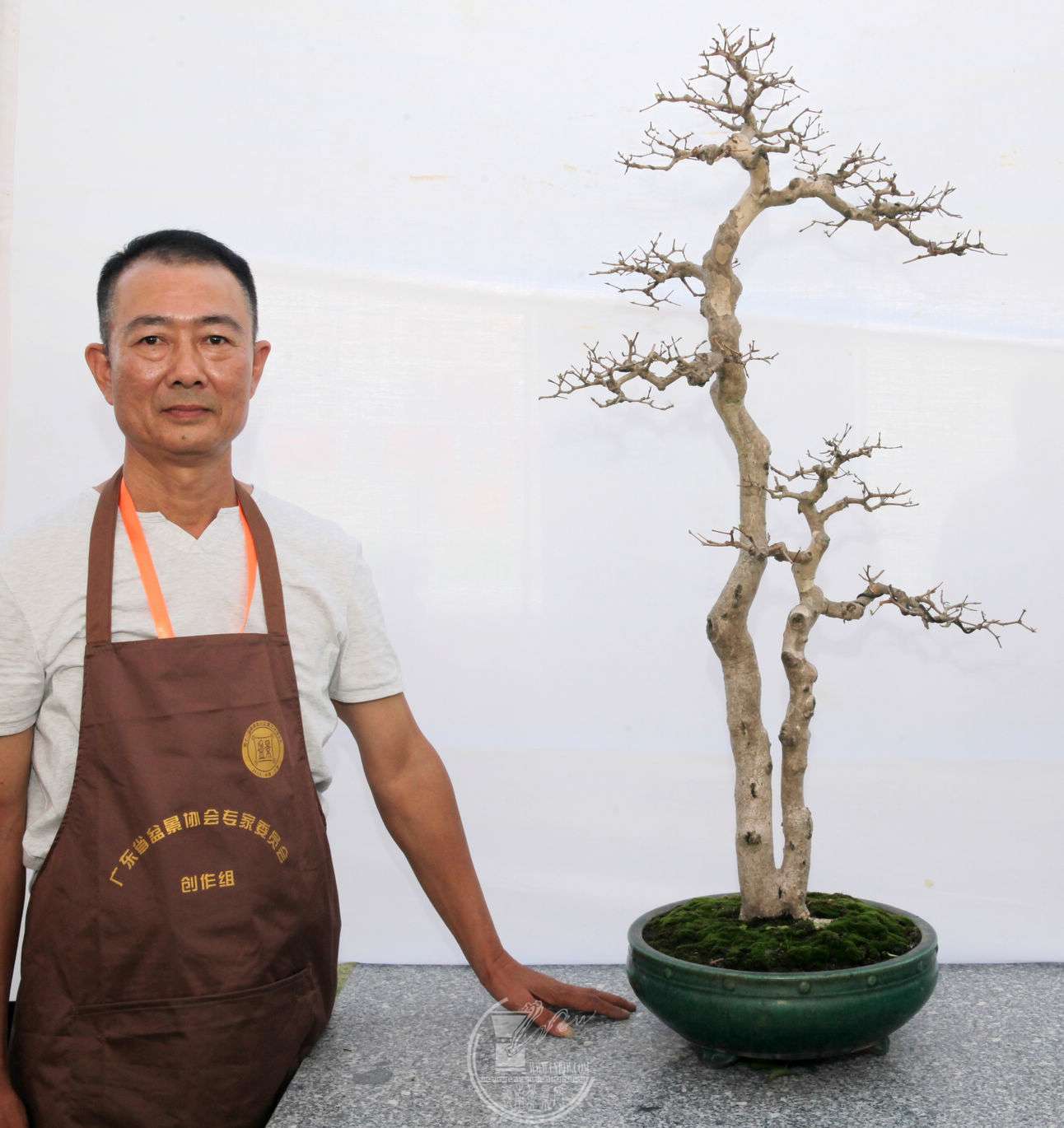 原素材为双干型格的高杆红果盆景,枝叶杂乱,树相蓬松.