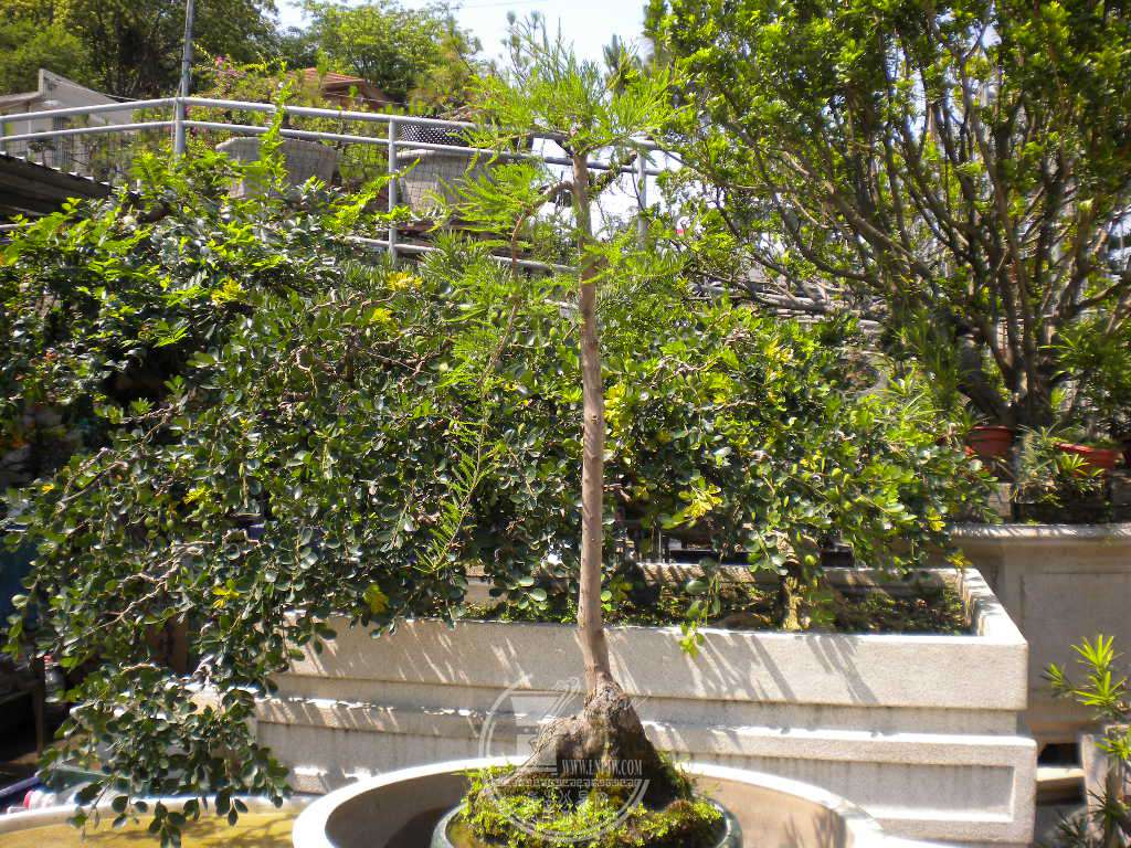 DSCN0619.JPG