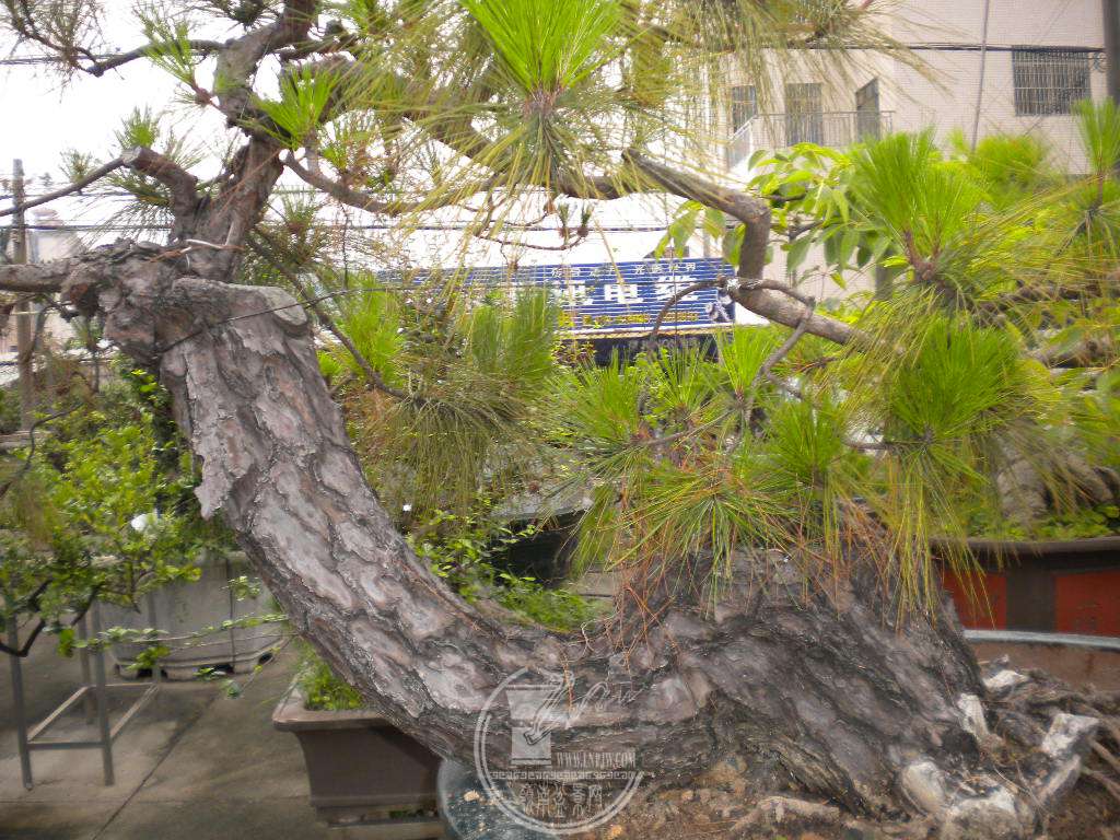 DSCN0653.JPG