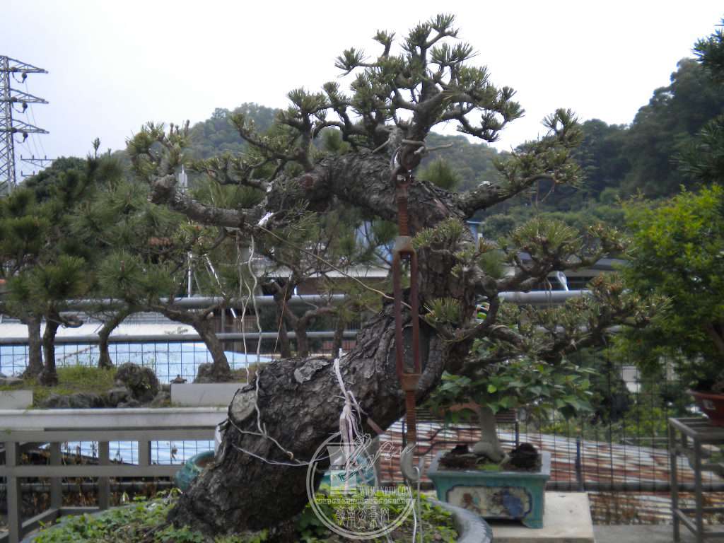 DSCN0529.JPG