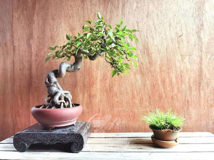 武汉陶国威小品盆景欣赏 3