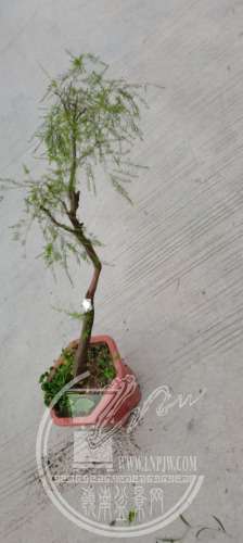IMG_20210326_185253.jpg