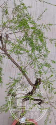 IMG_20210326_185247.jpg