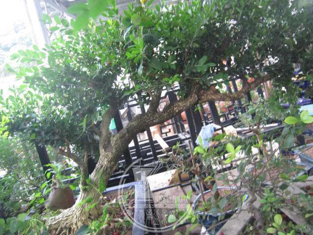 IMG_4284.JPG