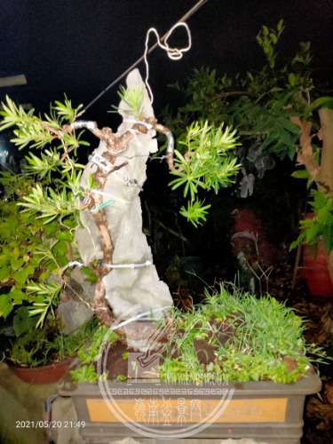 IMG20210520214941.jpg