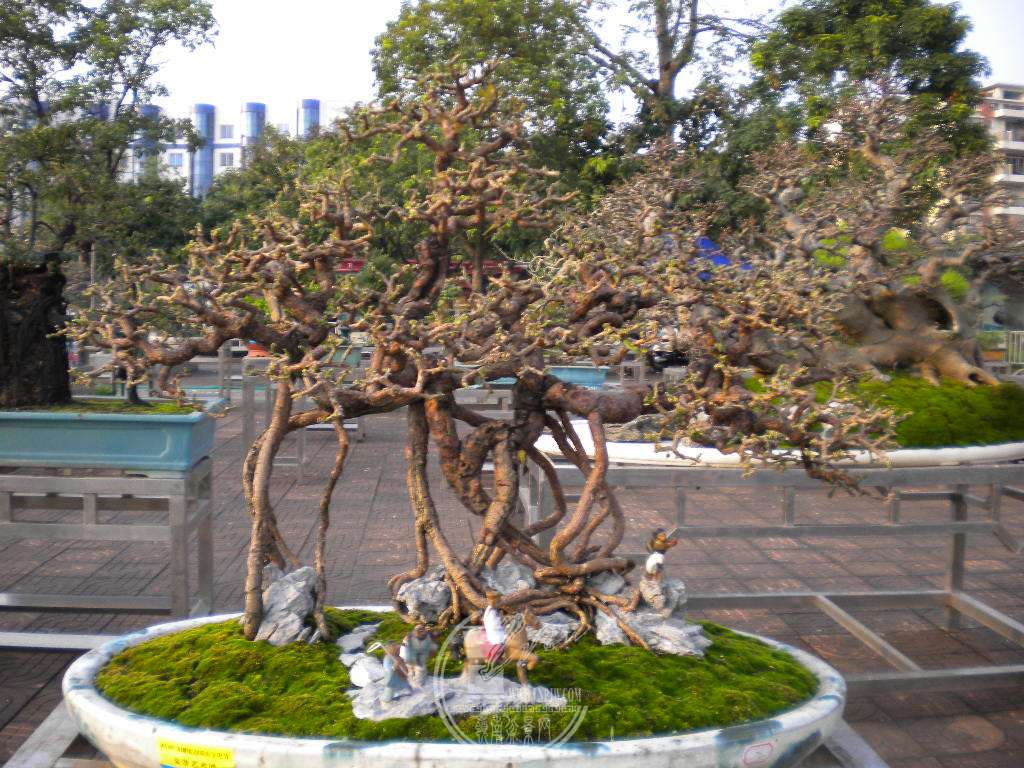 DSCN0095.JPG