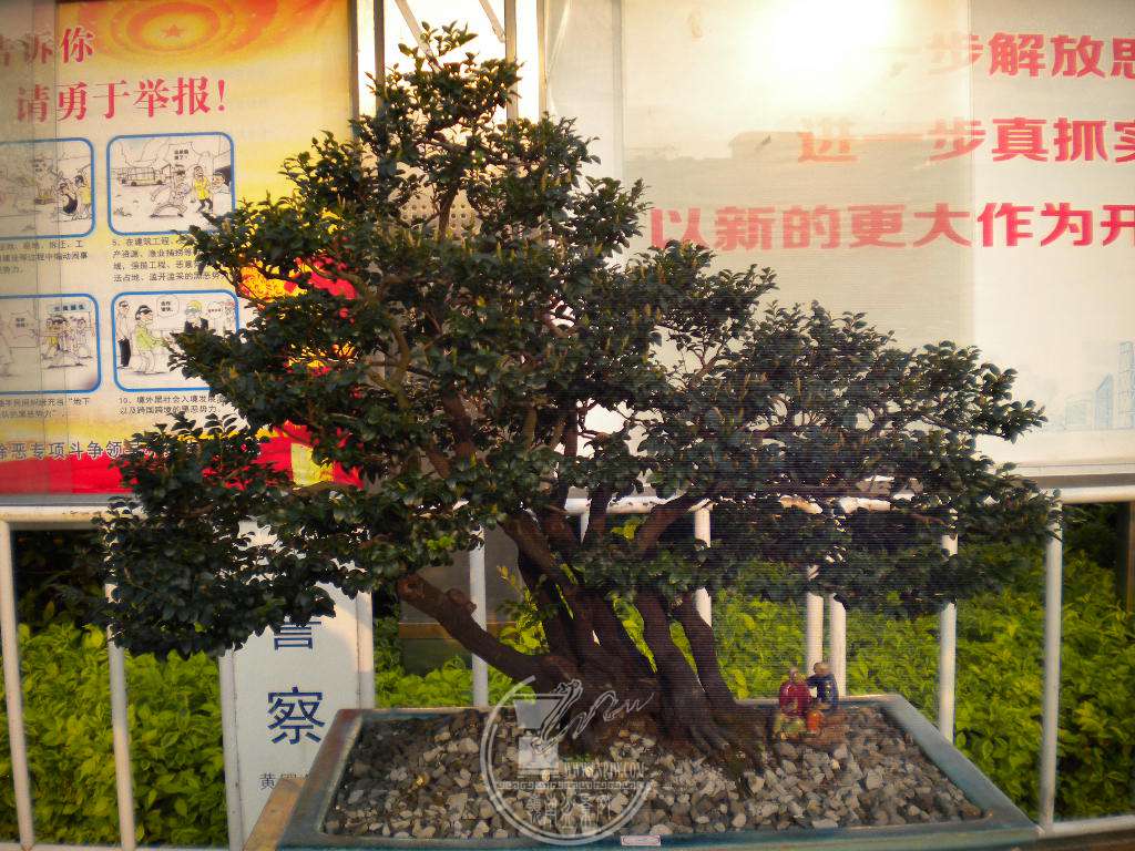 DSCN0083.JPG