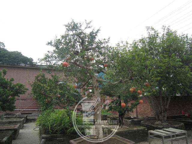 IMG_4915.JPG