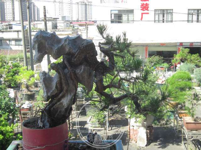 IMG_5213.JPG