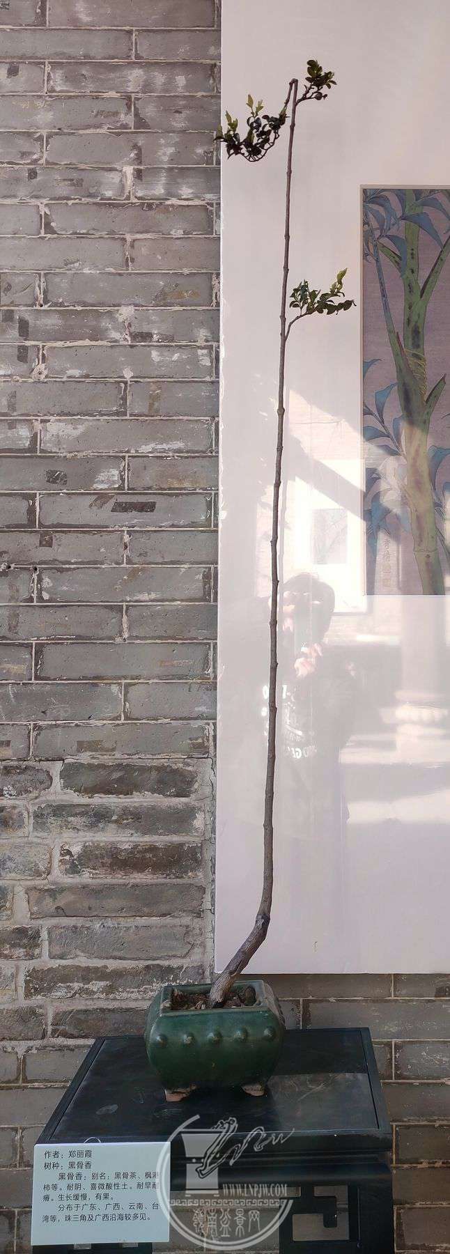 36.jpg