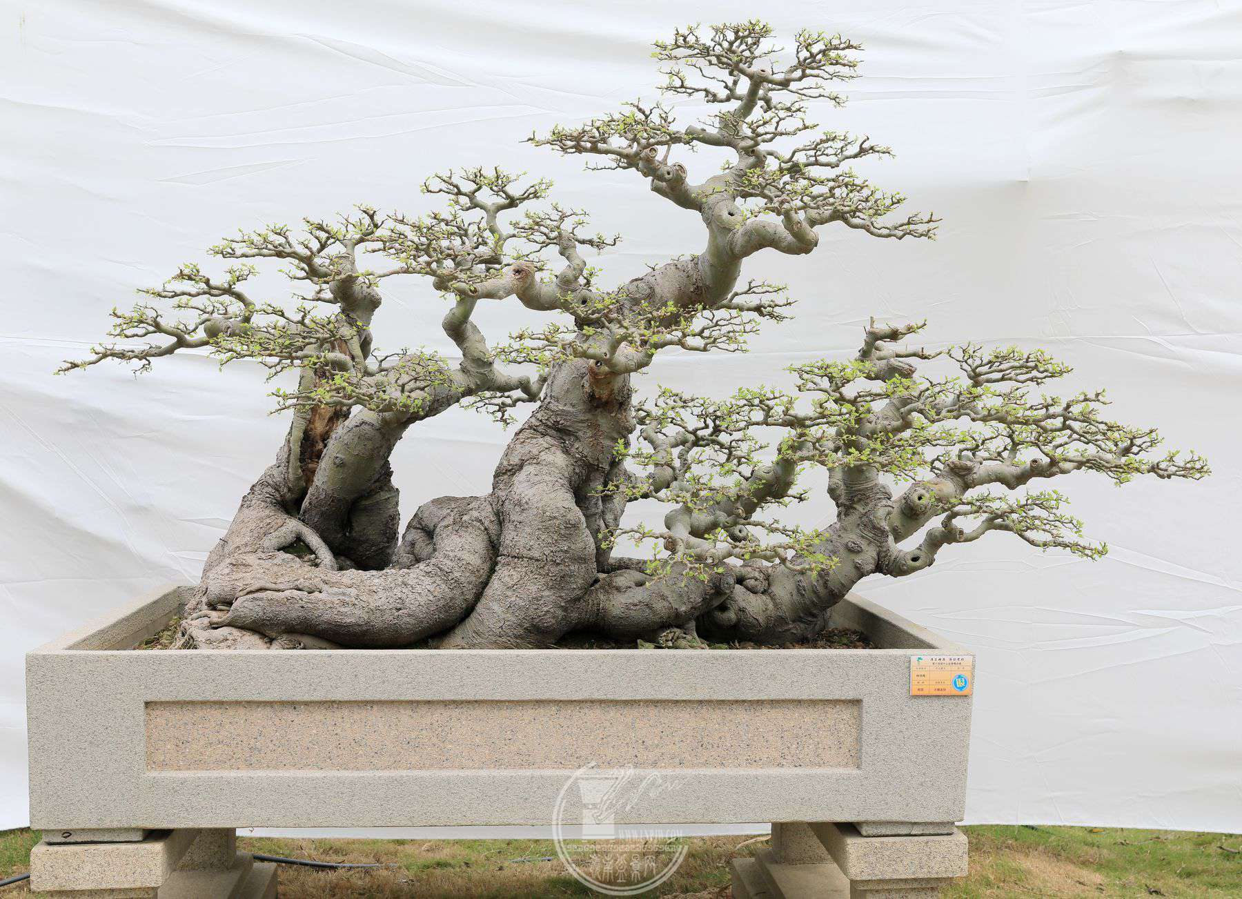 43     չߣΰջ    ֣ ˼     300X190X140cm     չλ.jpg