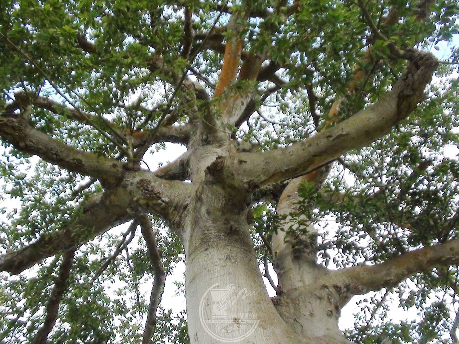 世界上最毒的树--见血封喉（箭毒木）|箭毒木|见血封喉_新浪新闻