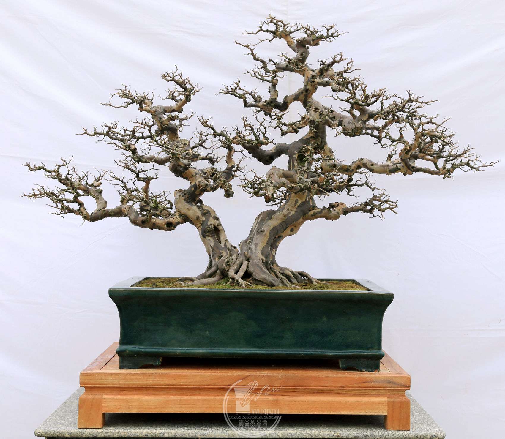 13136     Ľ     ȸ÷     100cm 賤80cm 56cm     .jpg
