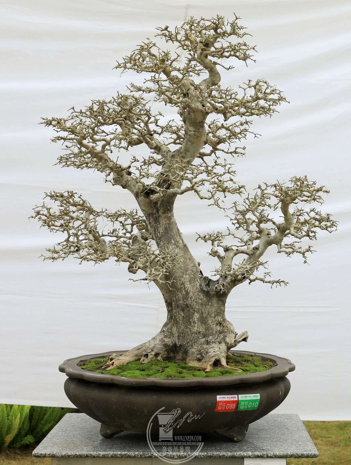 3888     ľʤ     Խڰ     ̾崺     1056868     ع辰Э.jpg