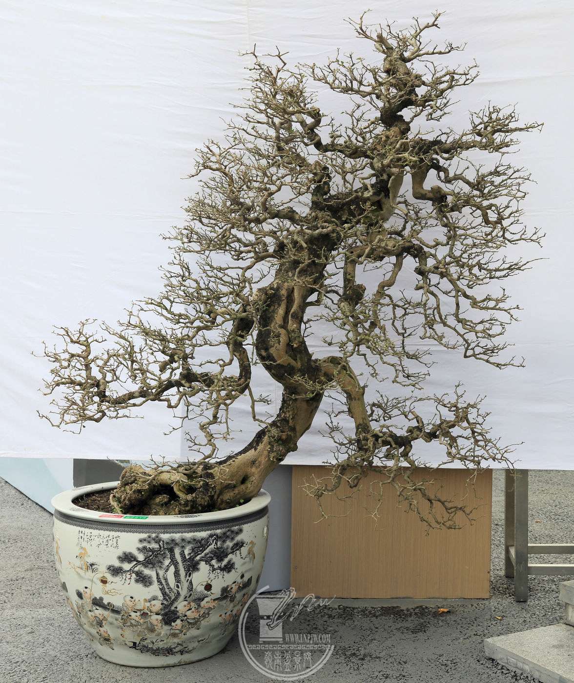 5206     ŷ     ÷          17580Բ     ɽл     ͭBG1A2595.jpg