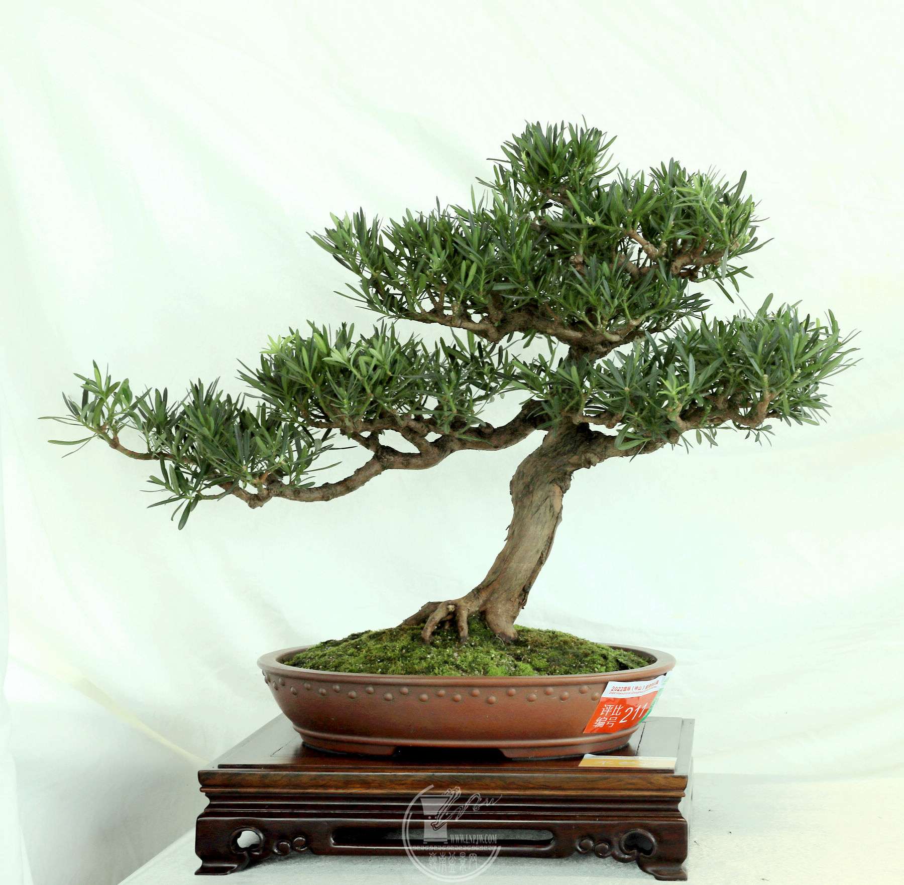 211          ޺     ɴ     38x28     ίƷBG1A2613.jpg