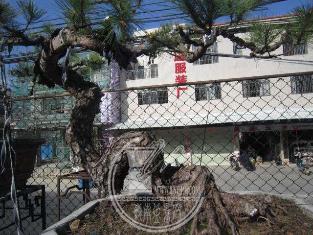 IMG_6825.JPG