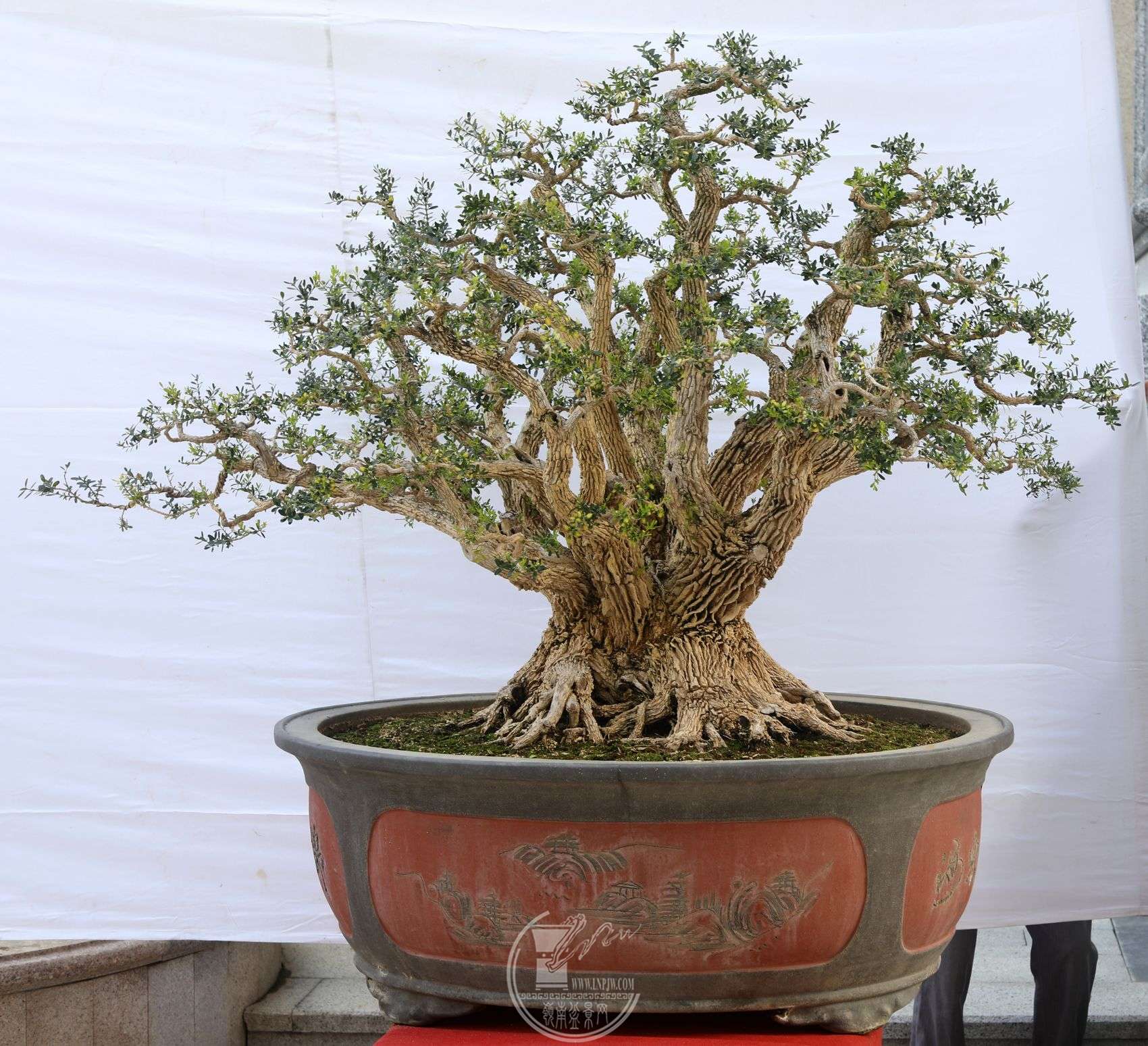 5Э         ޺         һͳ                  185110       .jpg