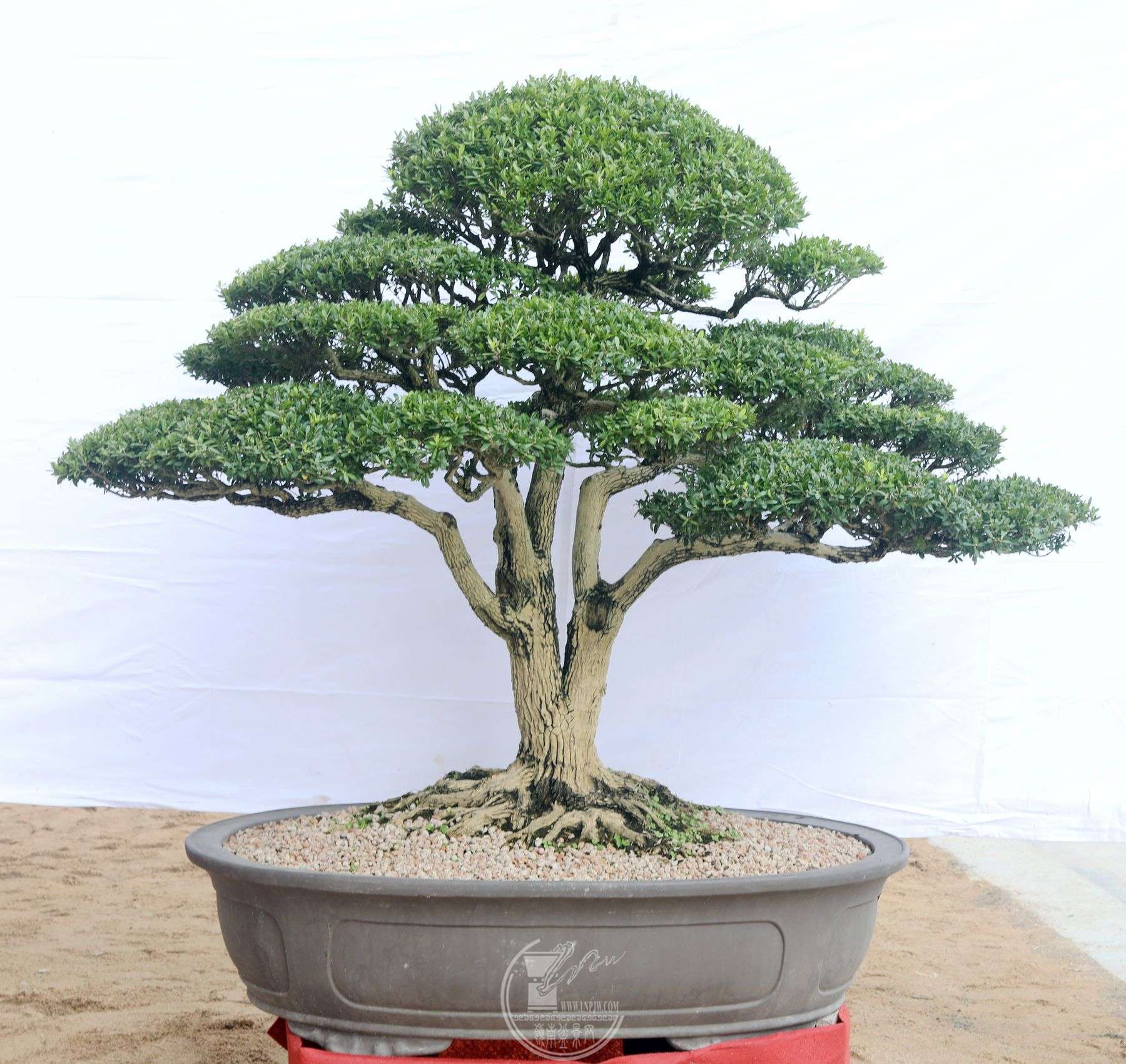 96Э         źŷ                           150cm160cm  .jpg