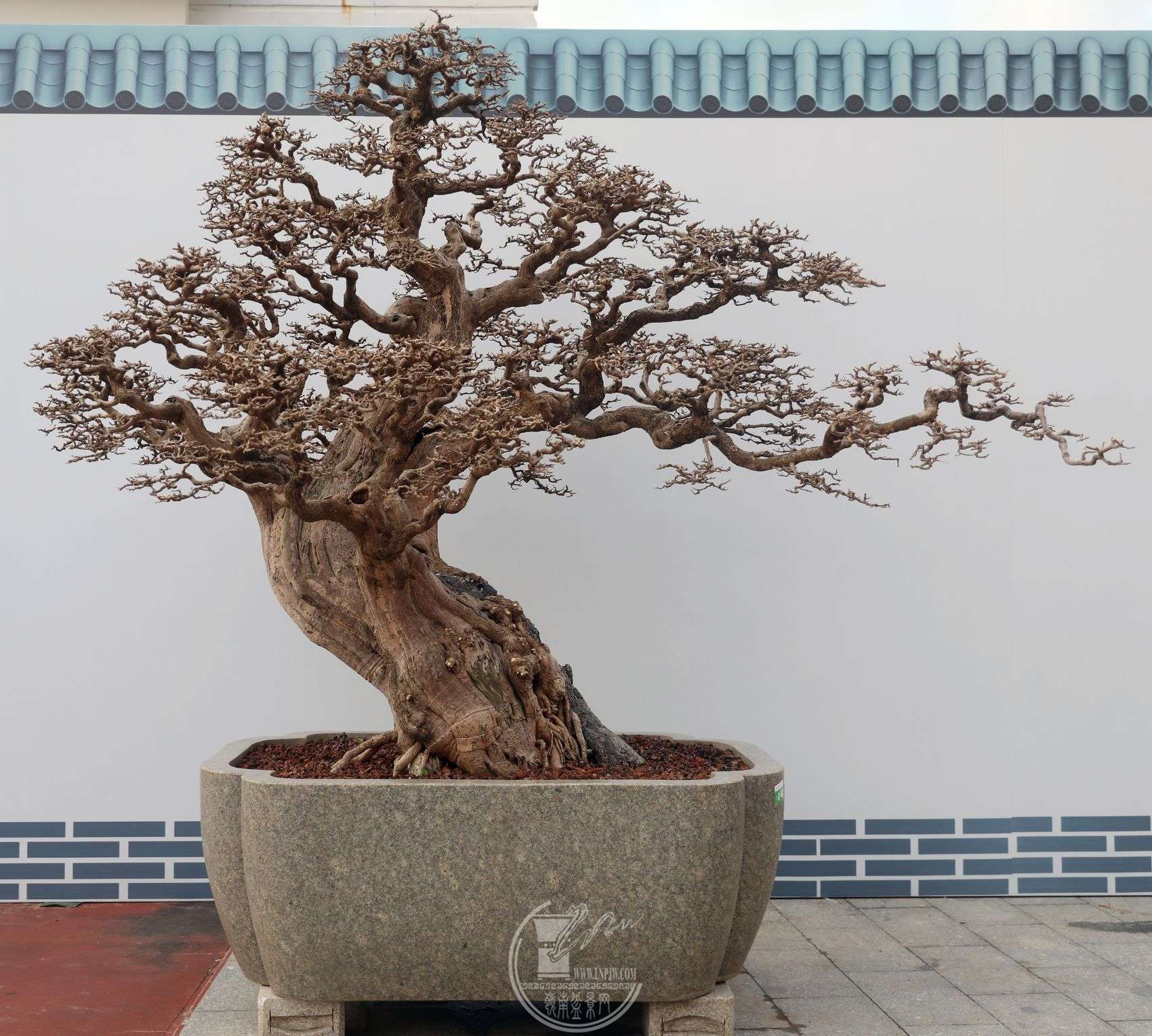 1ݸ辰Э       Ȩ       ÷       Ӻ       165cm13.jpg