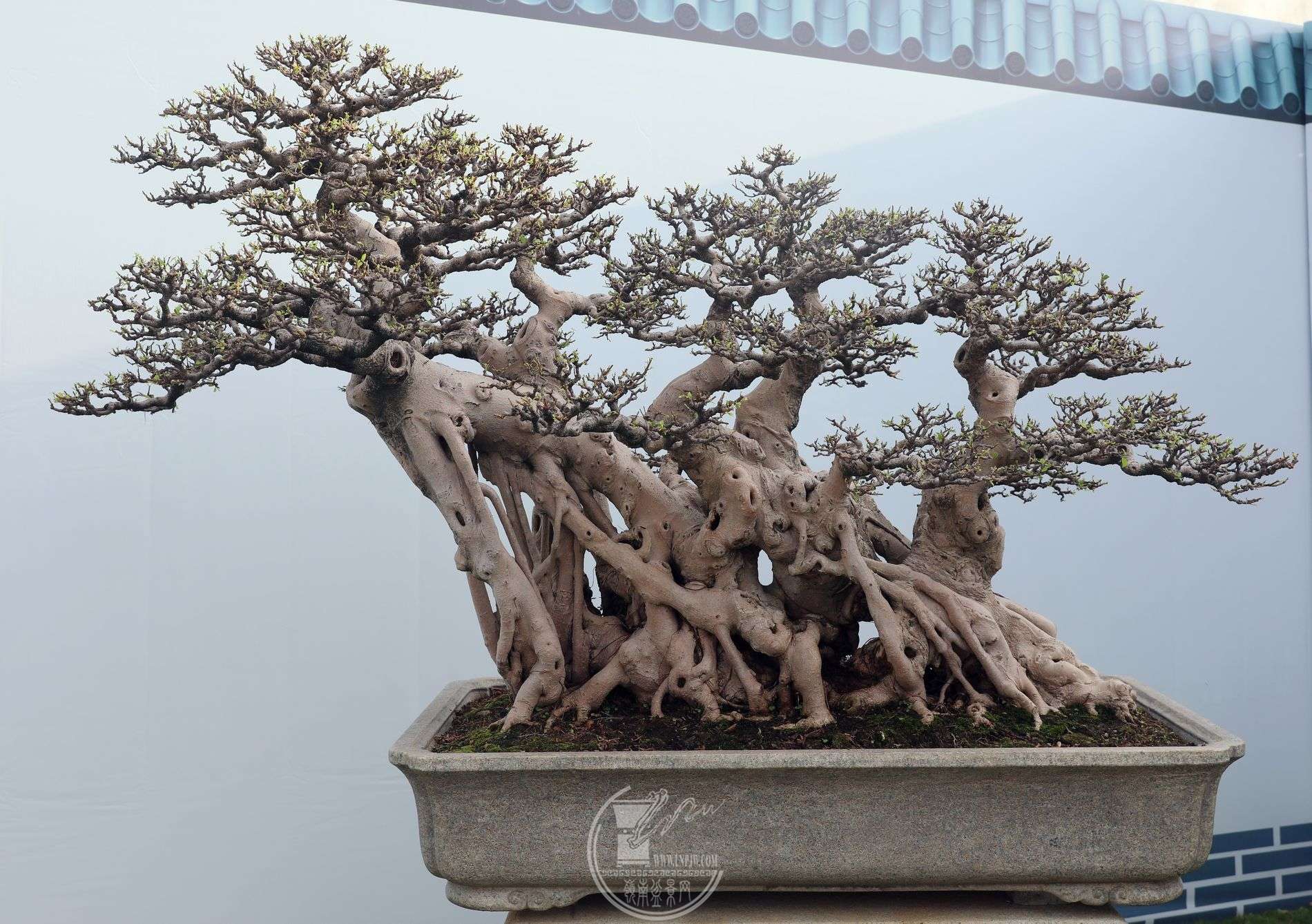47ݸ辰Э       Ϫ԰                     ڷ250cm,110cm.jpg