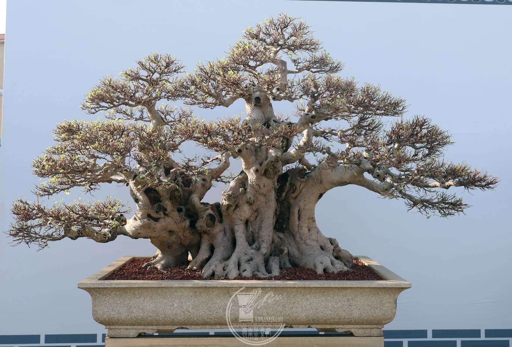 91׵³              黳       賤145cm95cm120cm       𽱡.jpg
