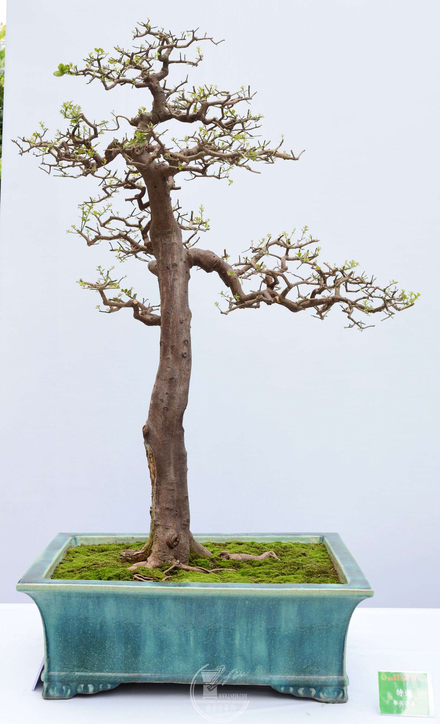 29 չߣ      ֣ɽ    70X56X123 cm  .jpg